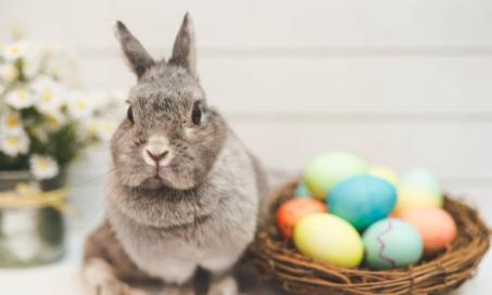 为什么不送兔子作为复活节礼物