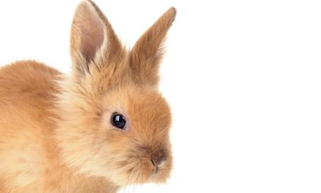 养一只兔子要花多少钱?