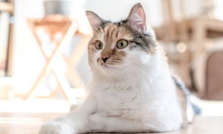 CBD Oil for Cats: What You Need to Know | PetMD