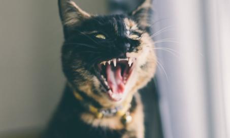 9关于猫的牙齿的有趣的事实