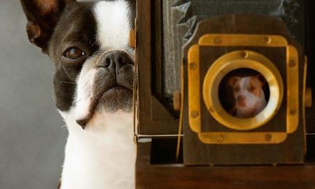 Five ways you can use videos to optimize your pet’s health