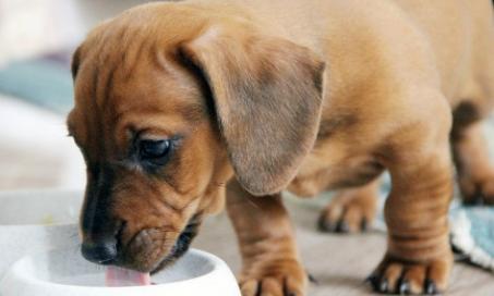 狗狗能喝牛奶吗?