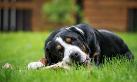 Can Dogs Eat Pork or Rib Bones?