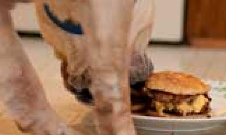 Nutrition for the Canine Cancer Patient