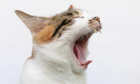 Cancerous and Non-Cancerous Growths in a Cat's Mouth