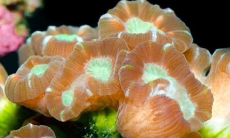 5个坚强的珊瑚为您的第一个珊瑚礁坦克