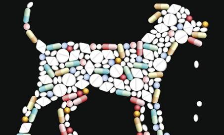 Time to Change Your Dog’s Thyroid Medication