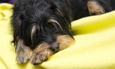 Carbon Monoxide Poisoning in Dogs PetMD