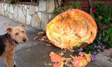 The Health Benefits Pumpkin Provides for Our Pets