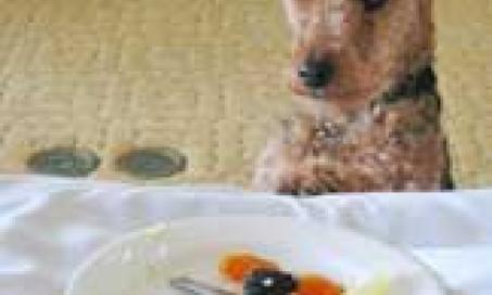 Are You Poisoning Your Companion Animal by Feeding 'Feed-Grade' Foods?