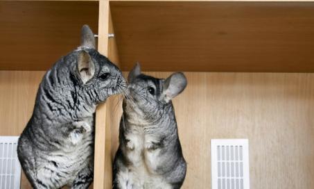Caring for a Chinchilla: What You Need to Know