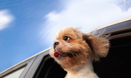 Insider Tips For Pet-Friendly Road Travel