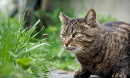Treating Venomous Insect Stings in Cats