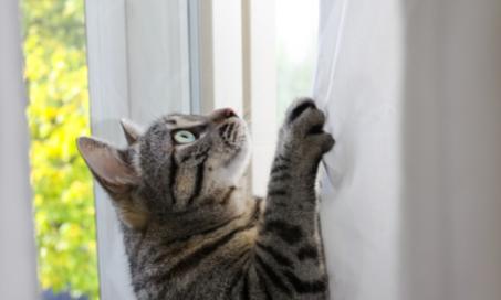 如何阻止你的猫爬窗帘