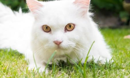 猫眼中虹膜的退化