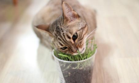 5 Types of Cat Grass You Can Grow