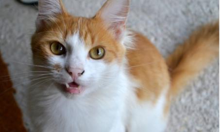 Mouth Cancer (Melanocytic) in Cats