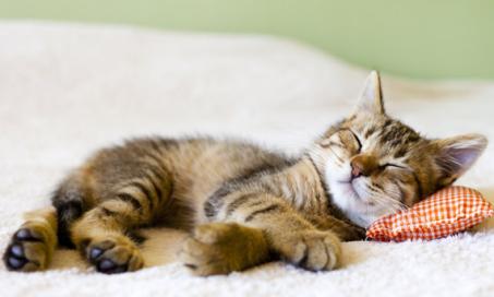 Top 5 Reasons You Should Adopt a Cat