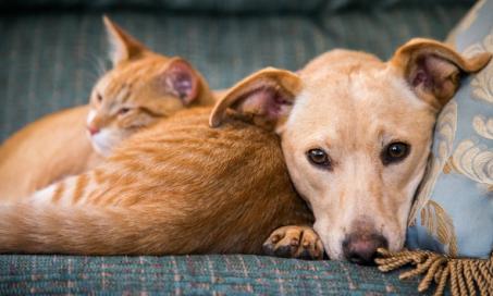 Dog and Cat Genetics: Everything You Need to Know