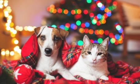 10 Pet Safety Tips for the Holidays