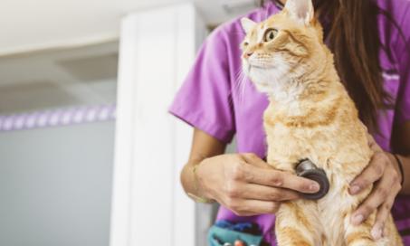 猫健康:兽医的建议带你的猫去看兽医日
