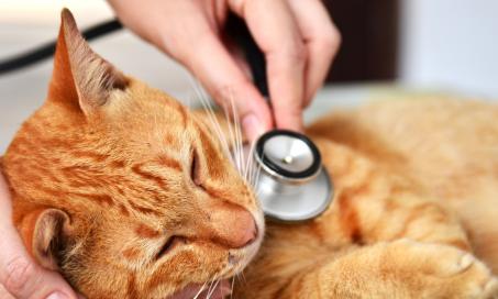 High Blood Sugar in Cats