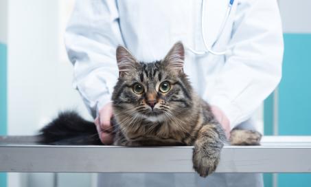 Bone Cancer (Chondrosarcoma) in Cats
