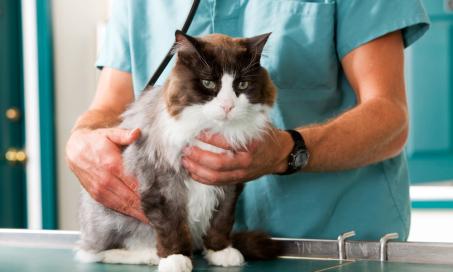 Bone Tumors/Cancer in Cats