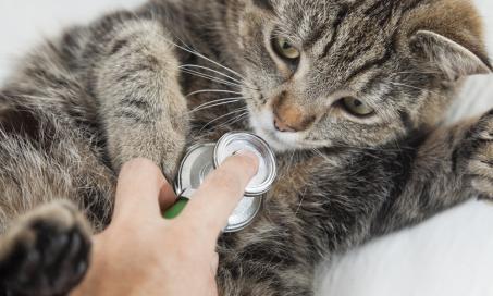 Staph Infection in Cats