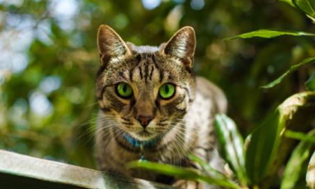 新西兰小镇考虑禁止养猫以保护野生动物