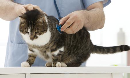 Liver Inflammation (Chronic) in Cats