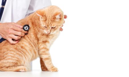 Paralysis-inducing Spinal Cord Disease in Cats
