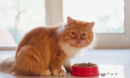 猫节食:如何帮助你的猫减肥