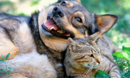 Can Cats and Dogs Live Peacefully Together?