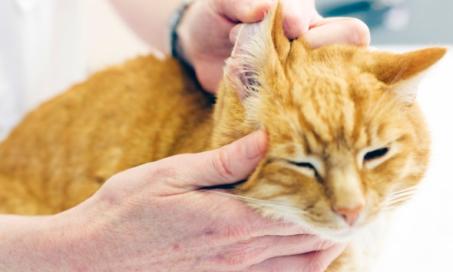 治疗猫耳感染的8个步骤