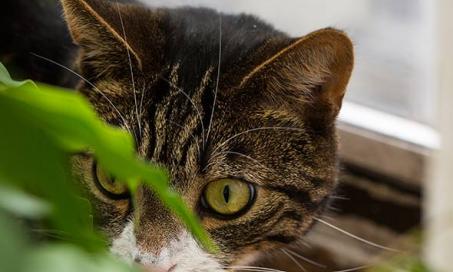 Is It Safe for Your Cat to Eat Bugs?
