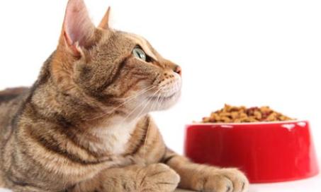 Environmental Impacts on Your Cat's Nutrition