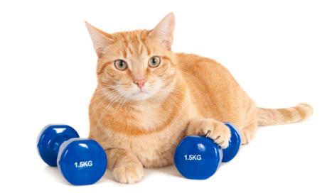 How Gene Research Can Help Your Cat Lose Weight