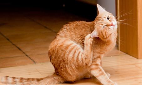 在猫身上使用跳蚤和蜱虫治疗产品的安全提示