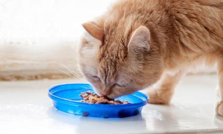 在猫慢性肾脏疾病:监测营养是至关重要的