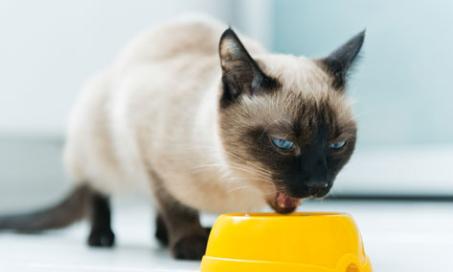5种方法让你知道你的猫粮物有所值
