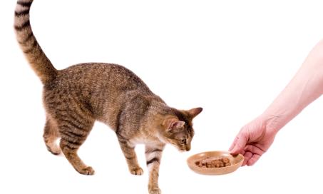 6 Healthy Treat Ideas for Cats
