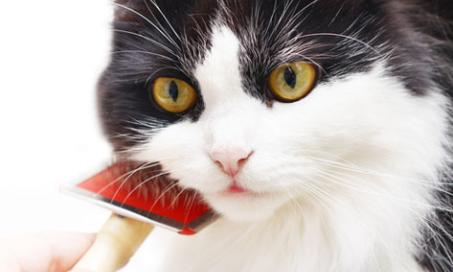 What to Do About Cat Hairball Problems