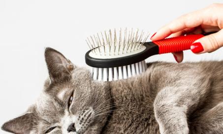 Cat Hairball Problems? Learn Why They Happen and How to Help