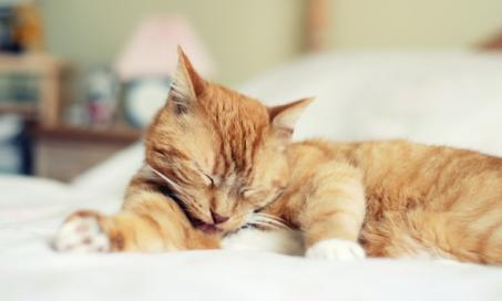 Treating Hematuria in Cats | Blood in the Urine in Cats | PetMD