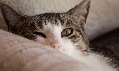 The Usefulness of Lysine Supplements for Cats Under Scrutiny