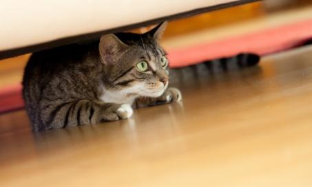 10 Cat Anxiety Medications