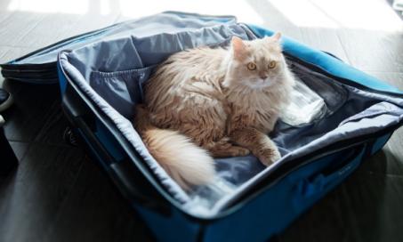 如何和猫一起旅行
