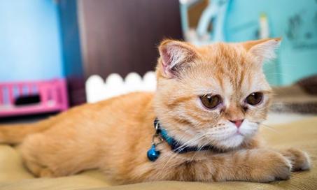 当你的猫患有慢性肾病时，你不能忘记的10件事
