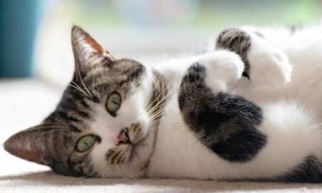 猫的炎症性肠病(IBD):原因、症状和治疗